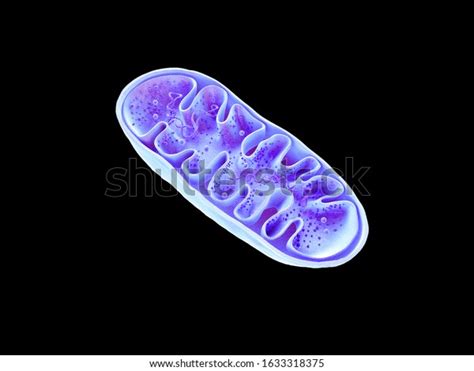 1386 3d Mitochondria Images Stock Photos And Vectors Shutterstock