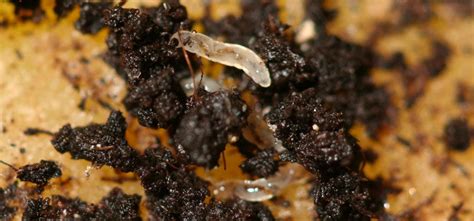 Fungus Gnat Pest Identification For Vegetable Gardens