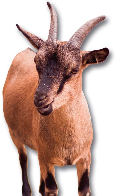 Goat Png Images