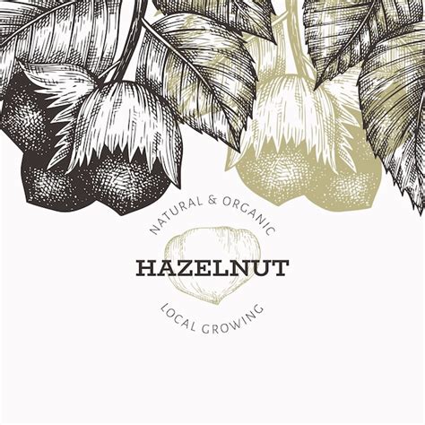 Hand Drawn Sketch Hazelnut Design Template Organic Food Illustration