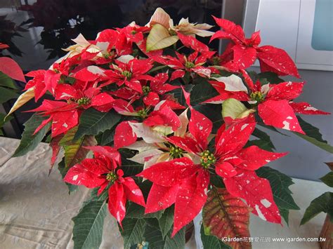The site owner hides the web page description. 2014年市場聖誕紅品種集合囉，聖情難卻~聖誕紅居家花禮運用展 - 園藝部落格：iGarden 花寶愛花園園藝文摘Plus