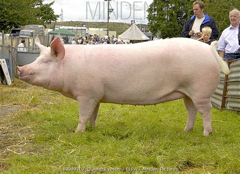Large White Pig Stock Photo Minden Pictures