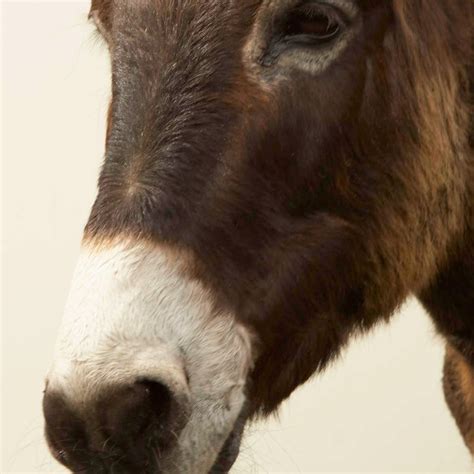 Jerusalem Donkey Wall Art Photography