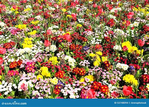 Spring Flowerbed Stock Photo Image Of England Tulip 53748094