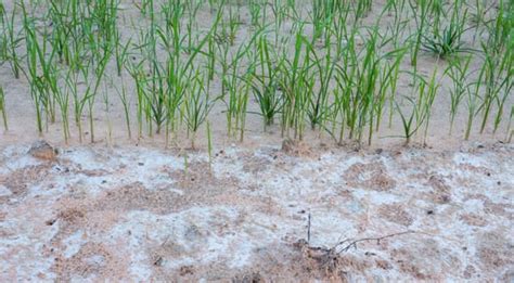 Soil Salinization And How To Prevent And Manage Its Adverse Effects