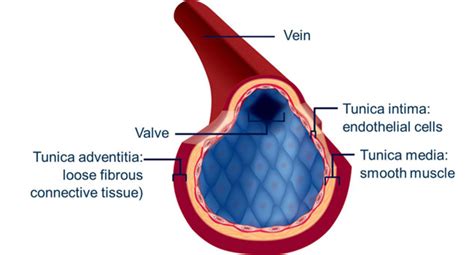Interesting Facts About Blood Vessels Arteries Veins And Capillaries Owlcation