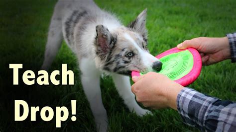 How To Train Drop Clicker Dog Training Youtube