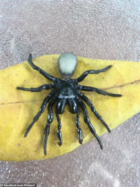 Woman Finds 20 Venomous Mouse Spiders In Her Swimming Pool Lipstick Alley