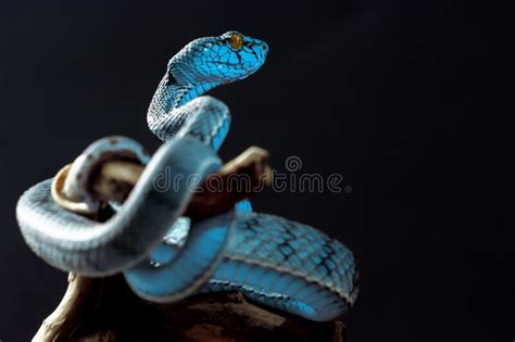 Blue Poisonous Viper Snake From Indonesia Stock Photo Image Of Detail