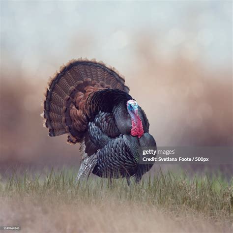Wild Tom Turkey High Res Stock Photo Getty Images