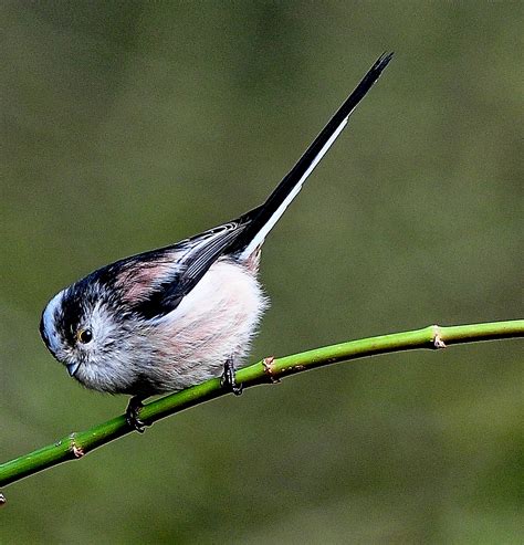 Long Tailed Tit By Michael Neate Birdguides