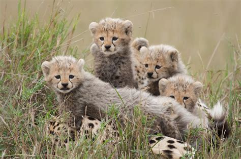 The critically endangered asiatic cheetah is hanging on in iran, and possibly a few in pakistan. Did you see African Cats? It is Amazing and helps the ...
