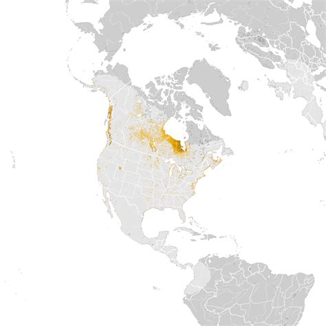 Bonapartes Gull Abundance Map Post Breeding Migration Ebird