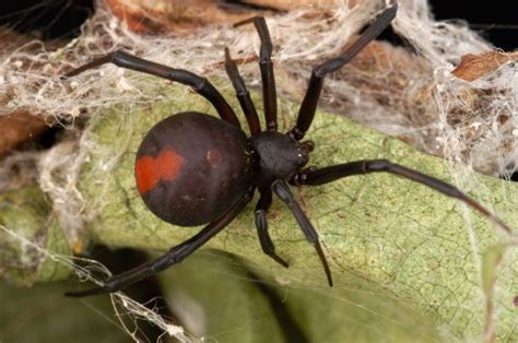 The 10 Most Venomous Spiders In Australia Images