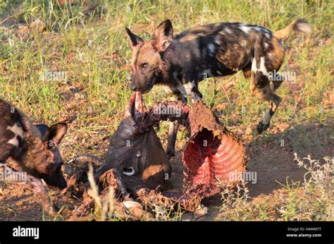 Africa Wild Dogs At Their Kill Stock Photo Alamy