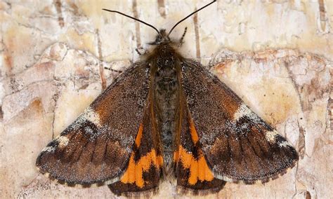 Here i talk about aphids, mealy bugs & how to control them. Orange Underwing