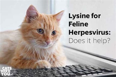 lysine for feline herpesvirus does it help cats herd you
