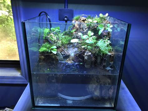 Almost Finished With My X X Cube Paludarium Just Need To Add Some