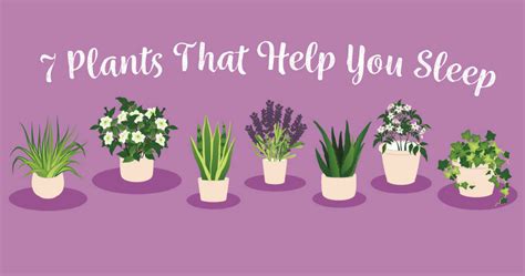 Maybe you would like to learn more about one of these? These Are The Best Plants To Keep In Your Bedroom To Help ...