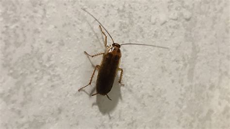 Australian Cockroach Species Types Of Cockroaches In Australia Bundilla Pest Control