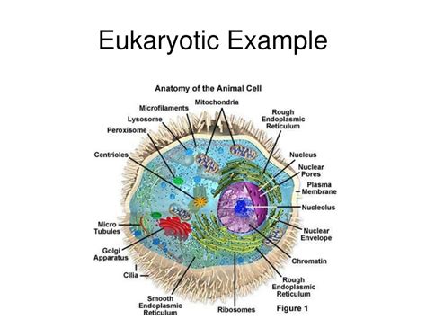 Check spelling or type a new query. PPT - Eukaryotic Cell PowerPoint Presentation, free ...