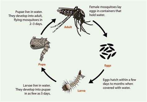 Life Cycle Of Aedes Aegypti And Ae Albopictus Mosquitoes Mosquitoes