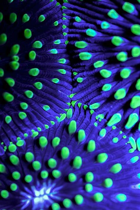 Mons Venus Fungia Coral Visions Preview Coral Magazine