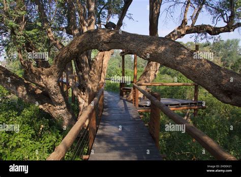 Board Walk In Great Limpopo Transfrontier Park In Africa Stock Photo