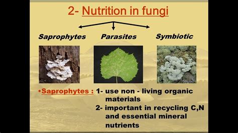 Fsc Biology Nutrition In Fungi Youtube