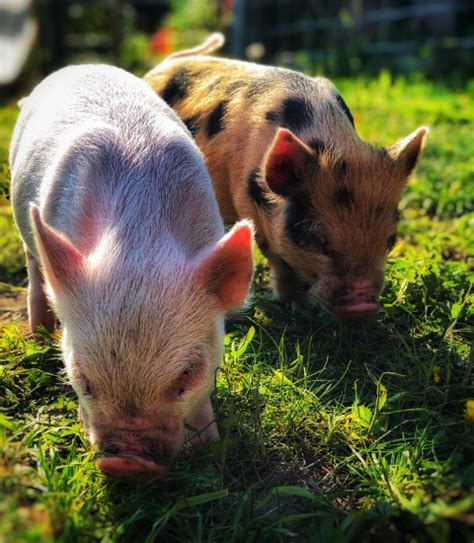 Pennywell Farm Devon Tourist Attraction