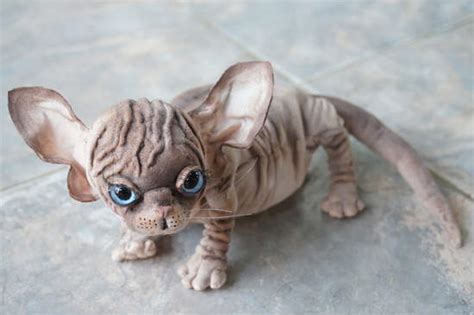 No coat kitty 's sphynx kitten costs $1,800. Bald cat breed Sphynx by Tsybina Natali - Bear Pile