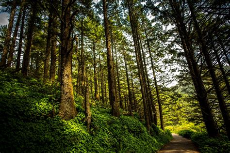 Free Images Tree Nature Wilderness Sunlight Leaf Green Jungle