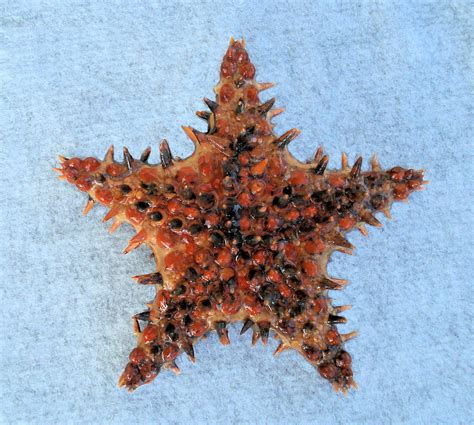 Spiny Sea Star Mexican