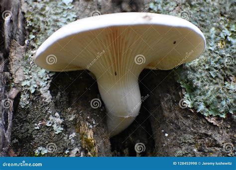 White Mushroom Growing Out Of Tree Royalty Free Stock Image