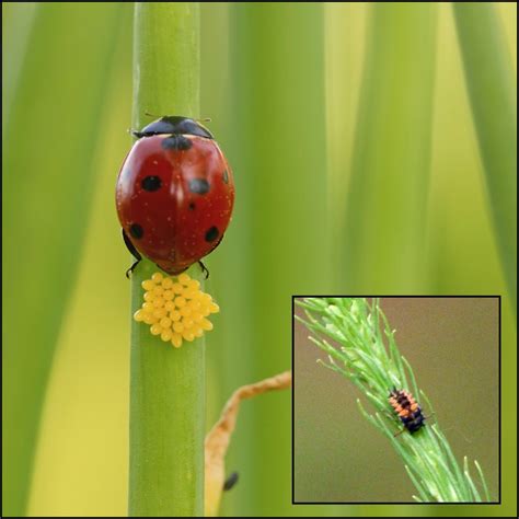 Identifying Eggs And Larvae Of Ladybugs Tips On Keeping Ladybugs In The Garden Gardening