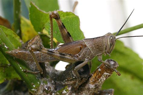 Maybe you would like to learn more about one of these? Leaf Predator ... | Caught this grasshopper nibbling on my ...