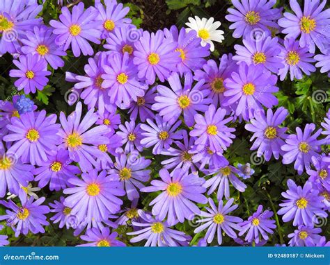 Purple Daisies And One White Flower Stock Image Image Of Daisy