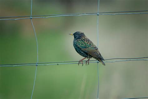 How To Get Rid Of Starlings Effectively And Humanely Bob Vila