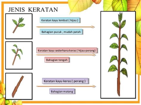 Keratan Rentas Batang Pokok Caradex Organic Fertilizer Membiak