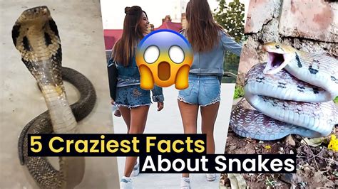 Things You Didn T Know About Snakes Youtube