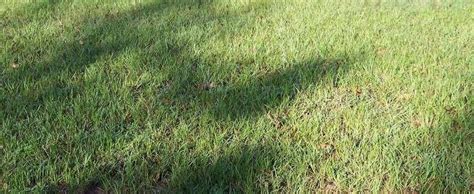 Научното наименование за бахийската трева е paspalum notatum, вид растение, което е местно за мексико и южна америка. Bahia Grass Paspalum notatum 'Pensacola'