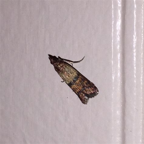 Lots Of These Little Moths In Our House Lately Ohio Usa Ive
