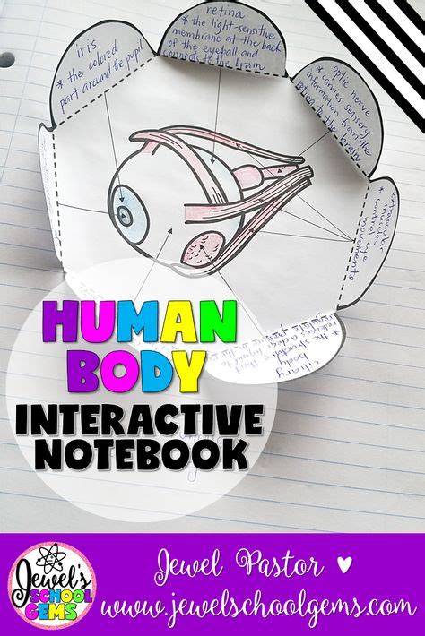 Human Body Activities Human Body Interactive Notebook Human Body