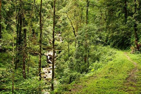 Some Forest Regions In North Bengal To Remain Open To Tourists This