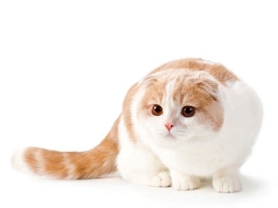 Look at pictures of scottish fold kittens who need a home. Short Haired Cats