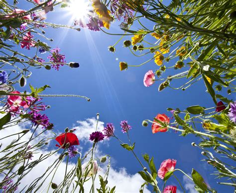 Wallpaper Sunlight Nature Sky Branch Blossom Wildflowers Spring