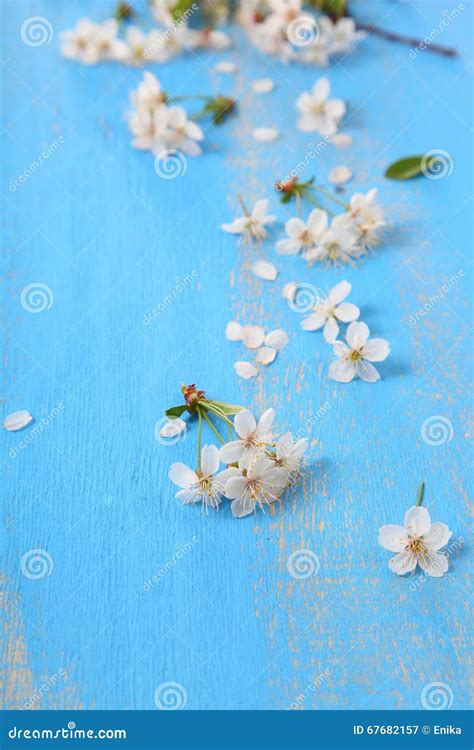 Cherry Blossoms On A Blue Background Stock Image Image Of Concepts