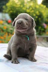 Anyone saying silver labs aren't labs because they don't have a pedigree is sadly misguided in why we should stop people from buying puppies like this. Labrador Showlinie Braun Züchter - Pets and Animal Educations