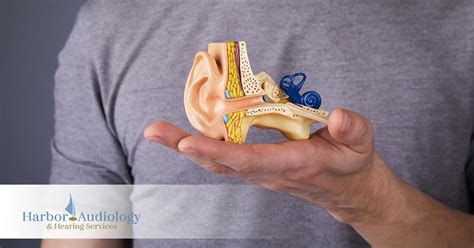 What Is Autoimmune Inner Ear Disease And What Causes It