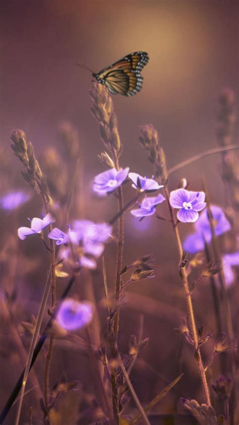 Aesthetic Butterfly Wallpaper Desktop Purple - Download ... You can also search your favorite funny wallpaper or perfect related wallpapers.